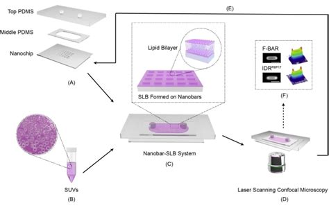 A Nanobar Supported Lipid Bilayer System For The Study Of Membrane