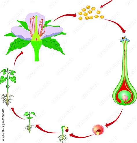 Vector Illustration of a Flower Pollination, Reproduction in Plant ...