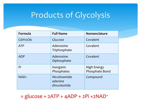 Glycolysis Products