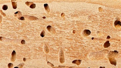 Top Termites Prevention Tips