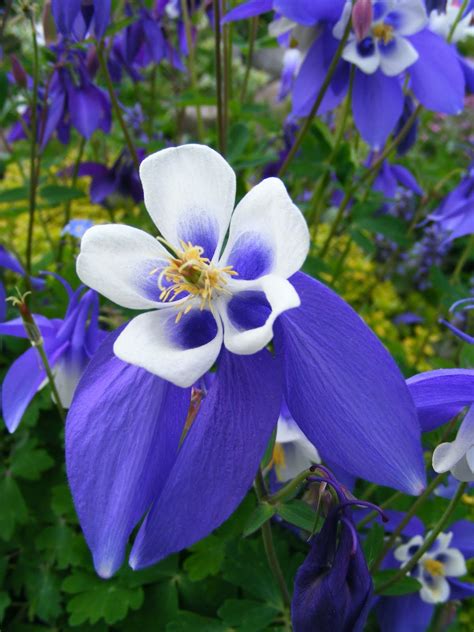 Periwinkle Flower Periwinkle Flowers Flowers Blue Flowers