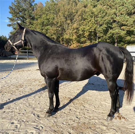 Black Quarter Horse Gelding For Sale In Bath North Carolina