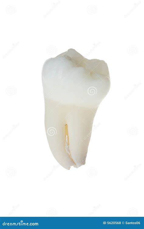 Human Tooth Royalty Free Stock Photos - Image: 5620568