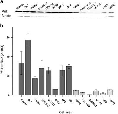 Peli Expression Is Correlated With Myc And Bcl Expression And