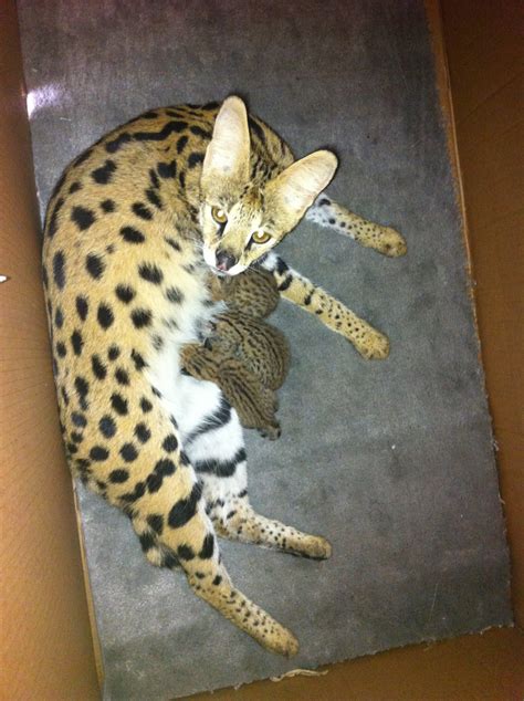 Serval Cats and Kitten: Raising Serval Kittens