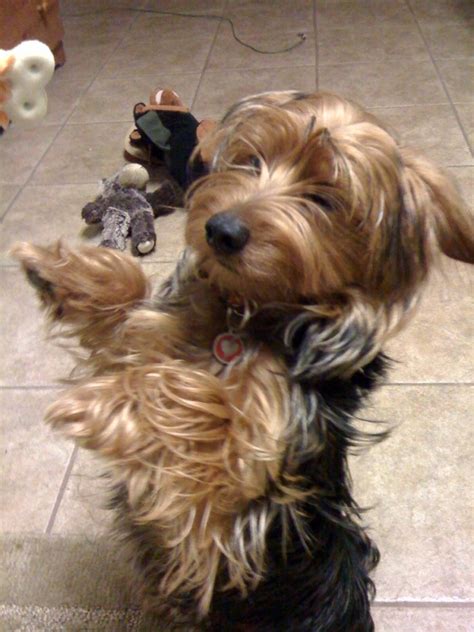 Dorkie (Dachshund-Yorkie Mix) Info, Temperament, Lifespan, Puppies, Pictures