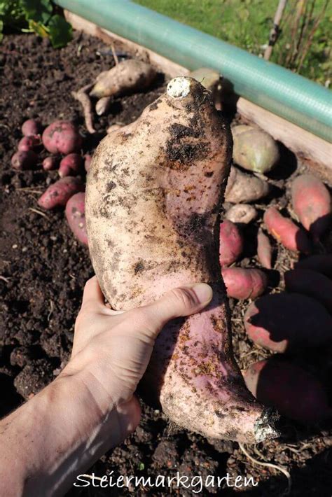 S Kartoffeln Anbauen Vorziehen Pflegen Ernten Steiermarkgarten