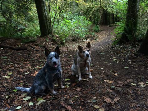 Lake Padden Park Top Dog Parks