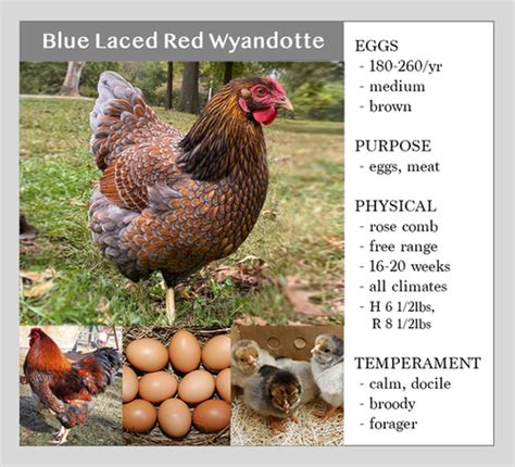 Blue Laced Red Wyandotte | Chase Hatchery