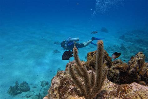 Curso de buceo PADI Open Water en la isla de San Andrés