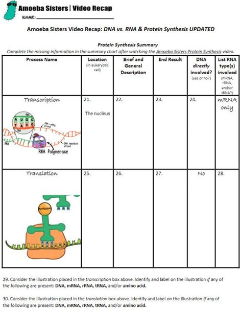 Amoeba Sisters Dna Vs Rna Worksheet Printable Word Searches