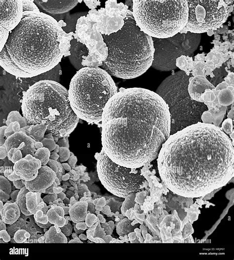 Staphylococcus Aureus Bacteria Scanning Electron 60 Off