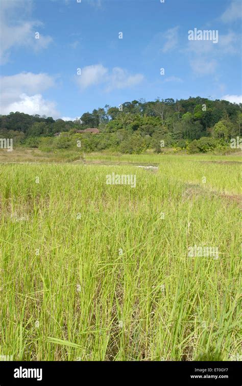 Rice Fields Madikeri Hill Station Madikery Coorg Kodagu