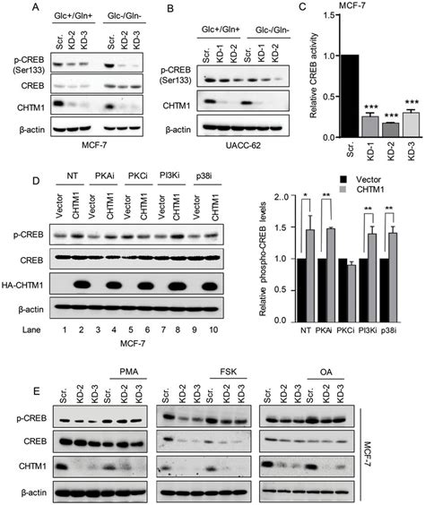 CHTM1 Regulates CREB Phosphorylation Via PKC A B Western Blot