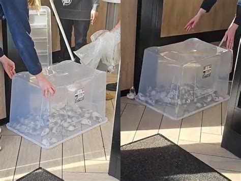 Watch Pro Palestine Activists Release Mice At Mcdonalds In