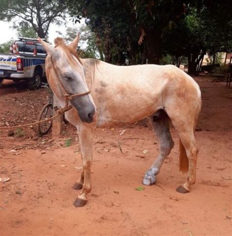 Homem é multado e responderá criminalmente por maus tratos a cavalo em