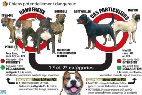 Absolument Action Doigt Chien De Premiere Categorie Pense Comme Bagages