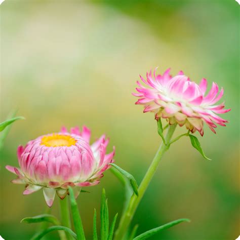 Strawflower Seeds Silvery Rose The Incredible Seed Company Ltd