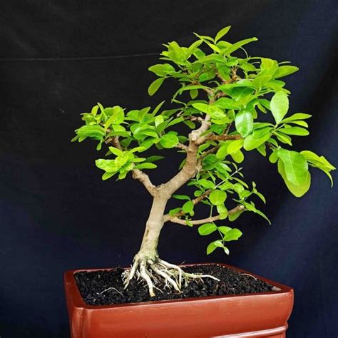 Jual Bonsai Tanaman Hias Pohon Sianci Ceri Barbados Small Natural Di