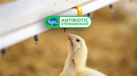 British poultry's successful stewardship on antibiotic use - The British Poultry Council