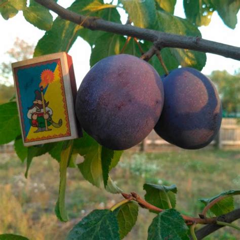 Слива Президент (President)