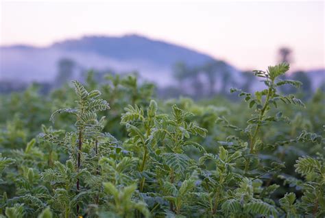 Astragalus Membranaceus Plant