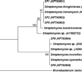 Neighbour Joining Phylogenetic Tree Derived From The S Rrna Gene