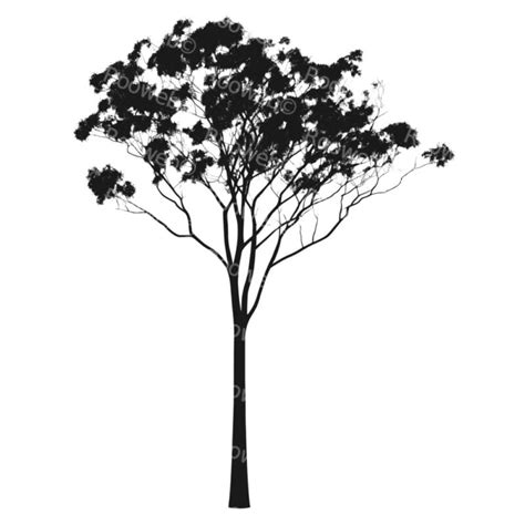 Eucalyptus Tree Silhouette Gum Tree Rooweb