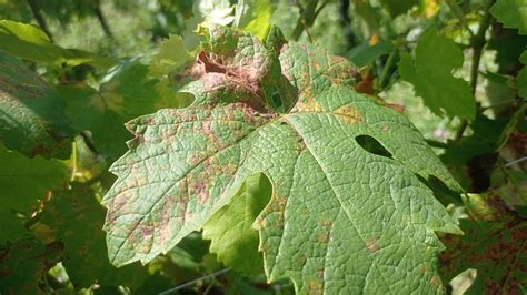 Vigneti bresciani è allerta peronospora Prima Brescia