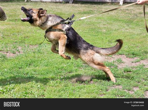 Training Police Dog Image & Photo (Free Trial) | Bigstock