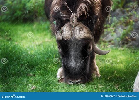 Male Black Yak with Long Dark Fur and Big Horns Stock Photo - Image of ...