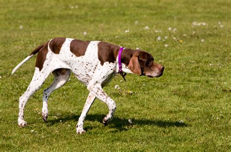 Pointer Inglés Características Y Fotos De Un Perro Aristócrata 1001 Perros