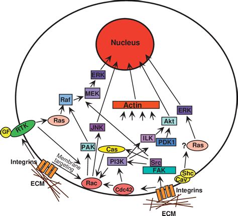 PDF Integrins And Cell Proliferation Regulation Of Cyclin Dependent