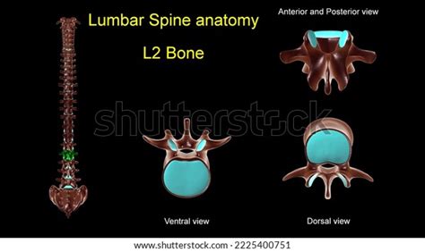 Lumbar Spine L 2 Bone Anatomy Stock Illustration 2225400751 | Shutterstock