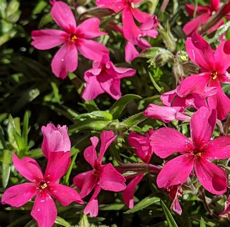 Phlox subulata (Creeping Phlox, Flowering Moss, Moss Phlox, Moss Pink ...