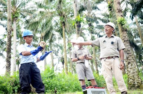 Berantas Hama Burung Hantu Diberdayakan Independensi