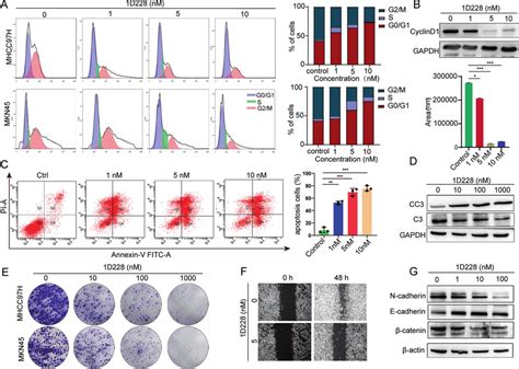 1d228 Induced Cell Cycle Arrest Apoptosis And Blocked Cell Migration Download Scientific