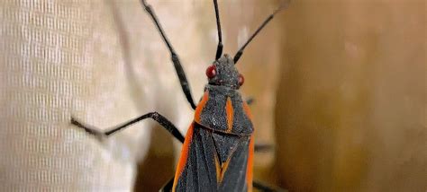 What Are Boxelder Bugs Insight Pest Control Canada