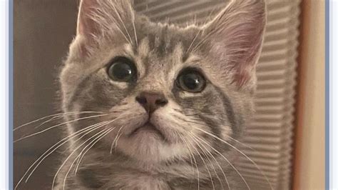 petition  cat    united states changeorg