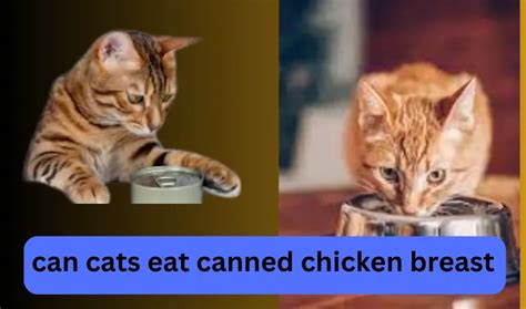 Can Cats Eat Canned Chicken Breast Cats Nino