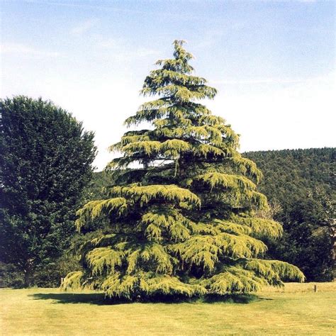 Cedrus Deodara Aurea Kiefer Nursery Trees Shrubs Perennials