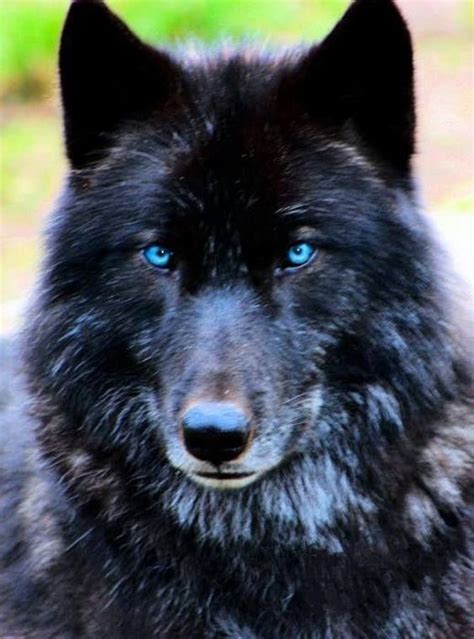 Lobo Negro Rompecabezas En L Nea