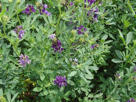 Alfalfa NDSU Agriculture