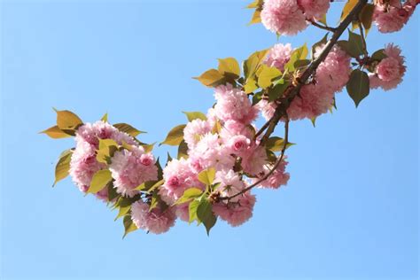 永善：樱花盛开满城芳 绿美永善添色彩澎湃号·政务澎湃新闻 The Paper