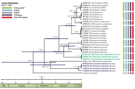 Ultrametric Tree Showing Phylogenetic Relationships Values Along The