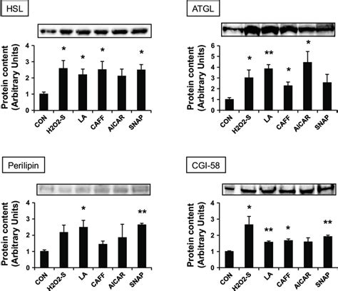 Expression Of The Ld Associated Proteins Such As Perilipin Cgi 58