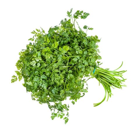 1265 Fresh Chervil Herb Stock Photos Free And Royalty Free Stock