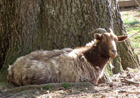 Scruffy Goat Rural Ramblings