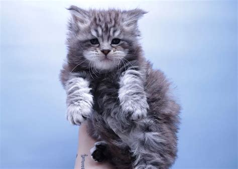 Купить котенка мейн кун - fridmancats
