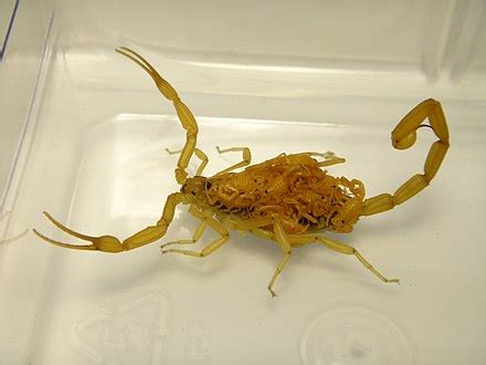 Arizona bark scorpion - Wikipedia